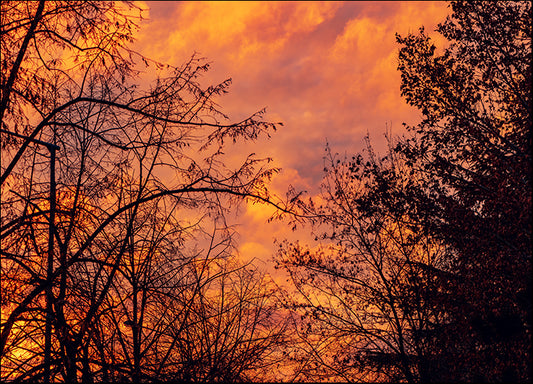 276344662 Bare Treetops, available in multiple sizes - Chamton