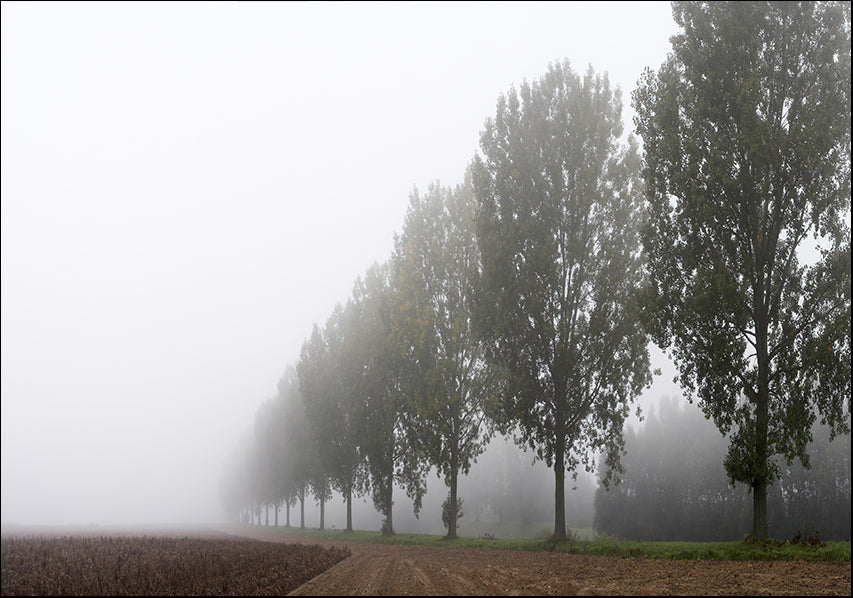 277458 Trees in the mist, available in multiple sizes - Chamton