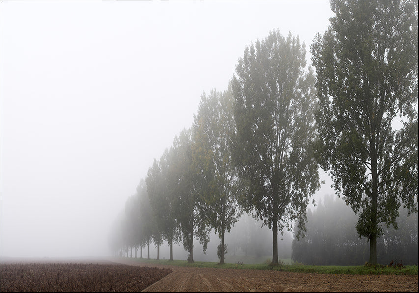 277458 Trees in the mist, available in multiple sizes