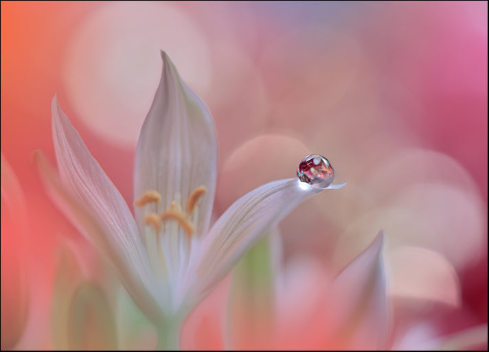 277500322 Water Drop on a Flower Petal, available in multiple sizes