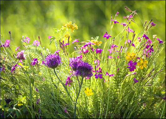28173842 Wild Flowers, available in multiple sizes
