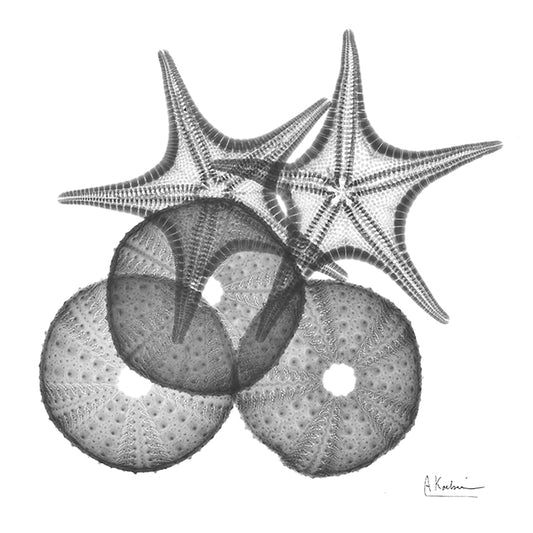 34964 MA Sea Urchin and Starfish, available in multiple sizes
