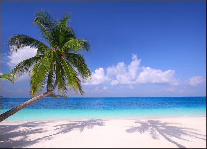 3728232 Palm trees hanging over a sandy white beach, available in multiple sizes