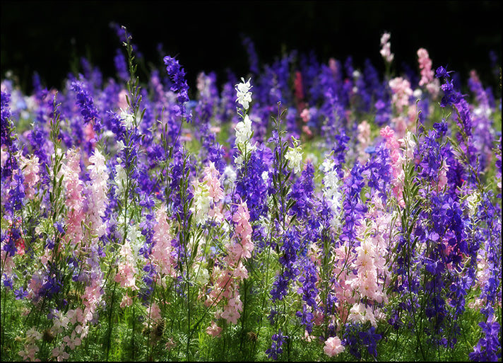395978 Wild Flowers, available in multiple sizes