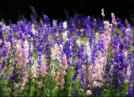 395978 Wild Flowers, available in multiple sizes