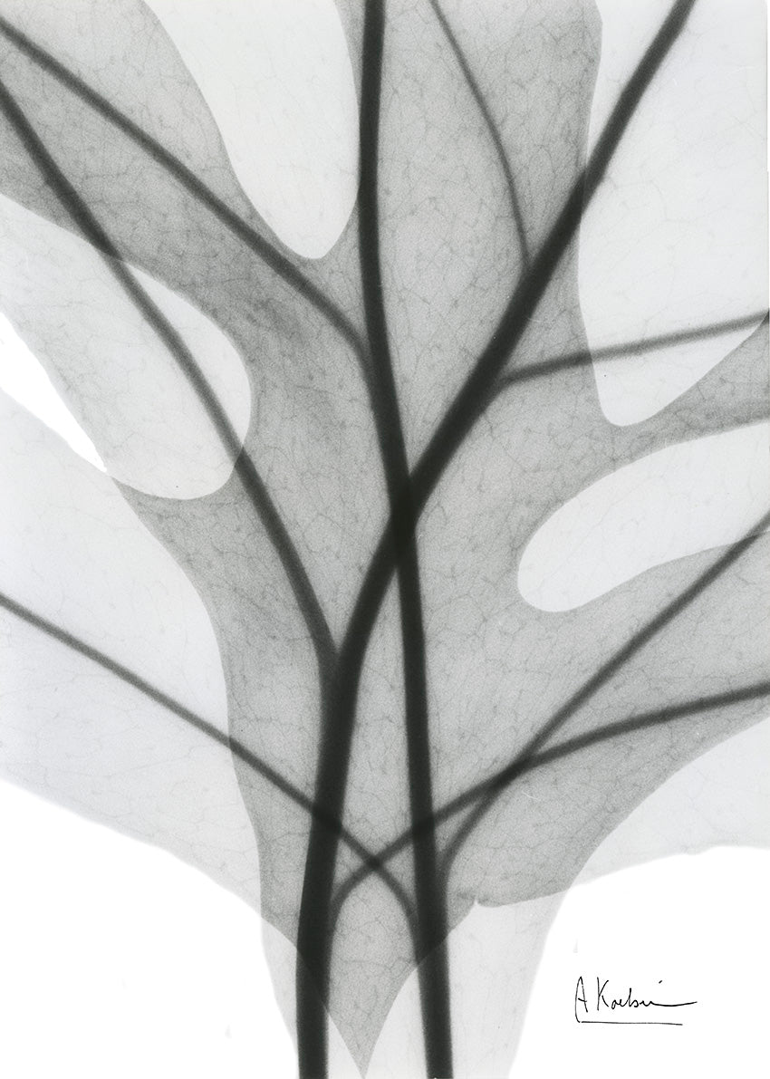 39614 MA B & W Leaves, available in multiple sizes