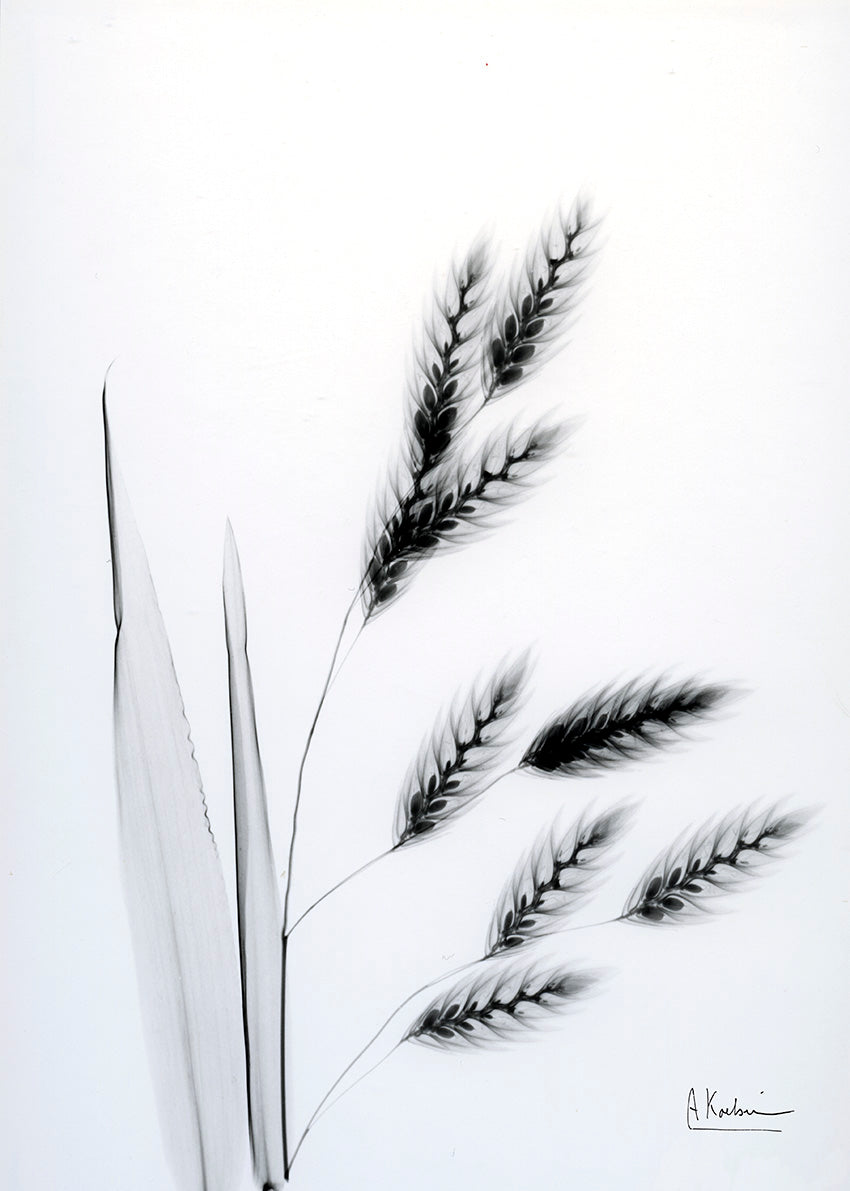 39617 MA Oat Grass II, available in multiple sizes - Chamton
