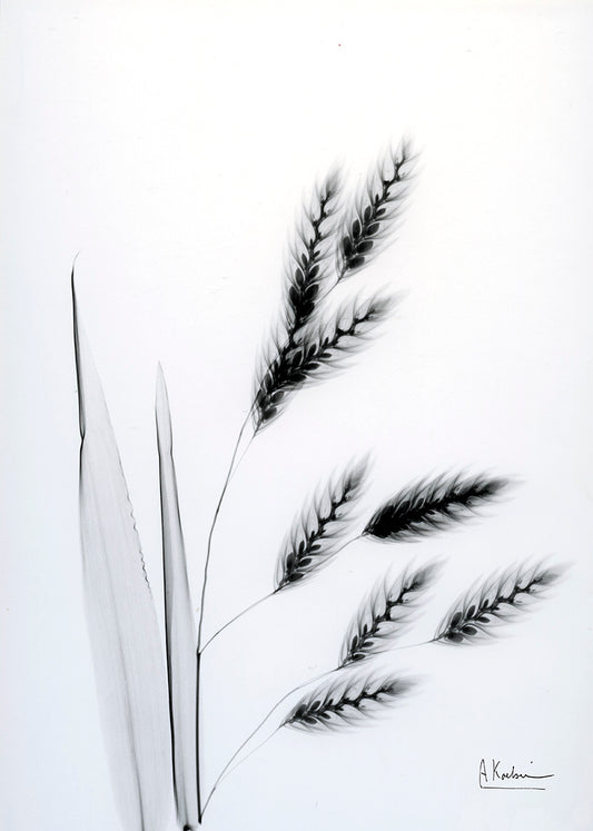 39617 MA Oat Grass II, available in multiple sizes - Chamton