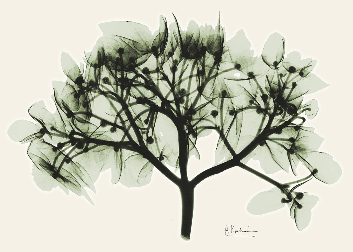 39626 MA Verduous Hydrangea, available in multiple sizes