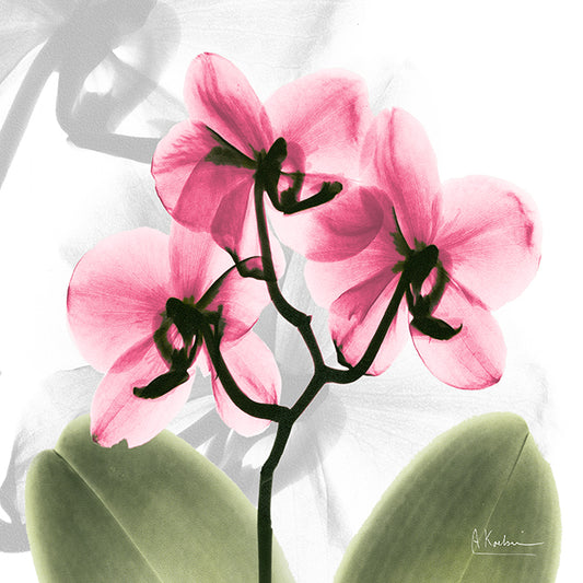 39635 MA Pink Orchid , available in multiple sizes - Chamton