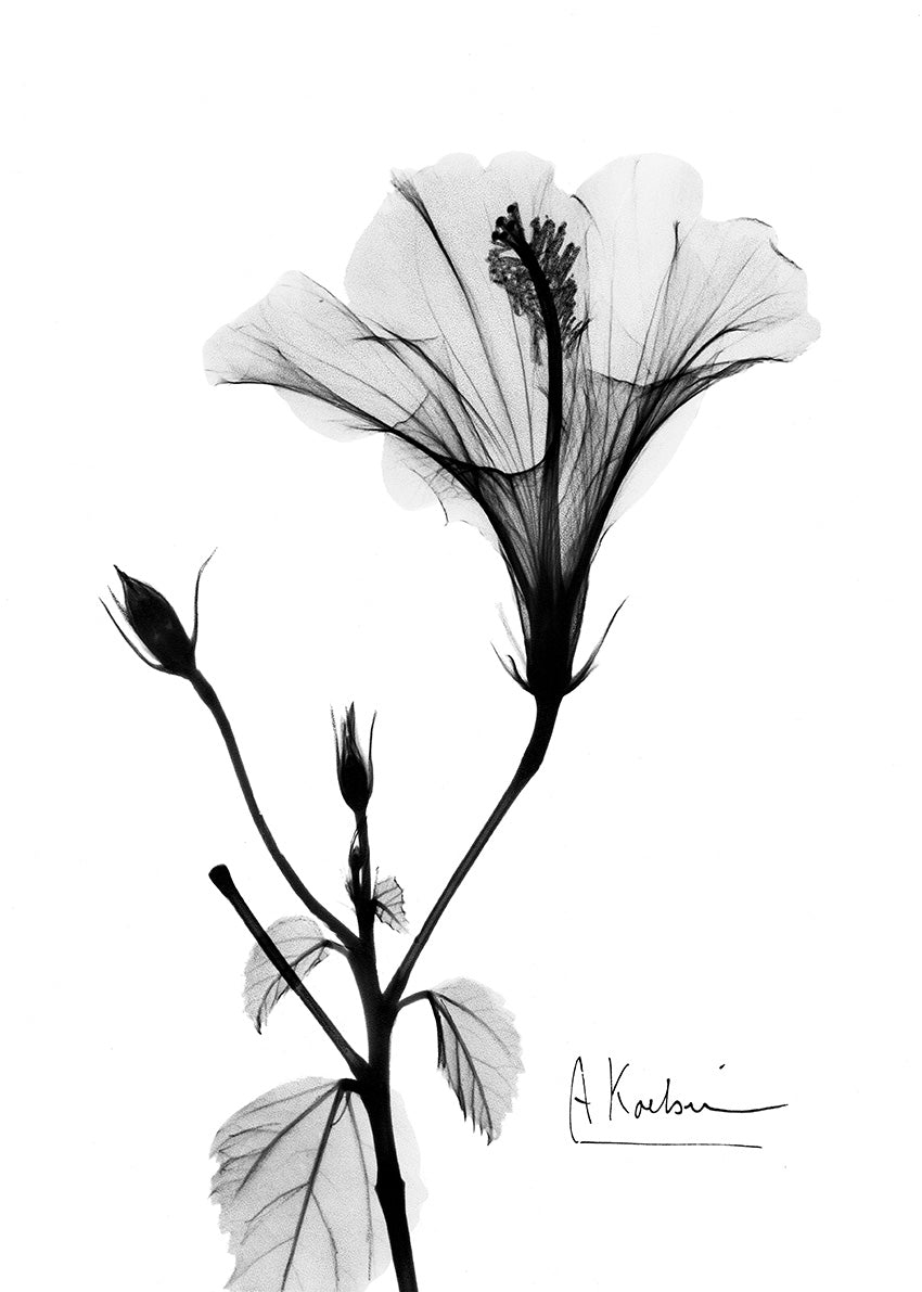39638 MA Hibiscus VIII, available in multiple sizes