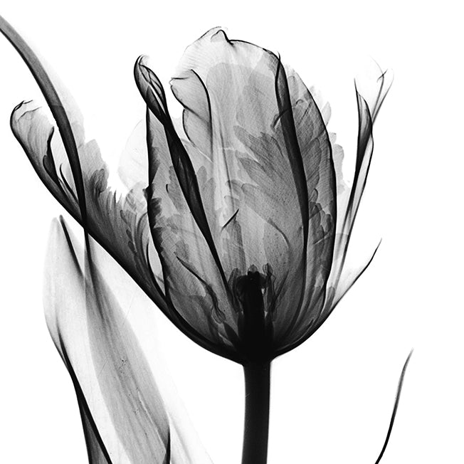 39639 MA Black & White Tulip , available in multiple sizes