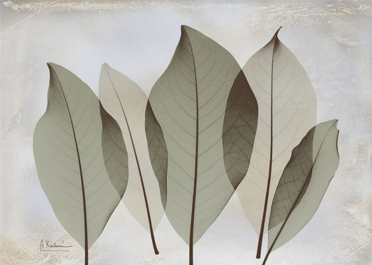 39658 MA Magnolia Leaf, available in multiple sizes
