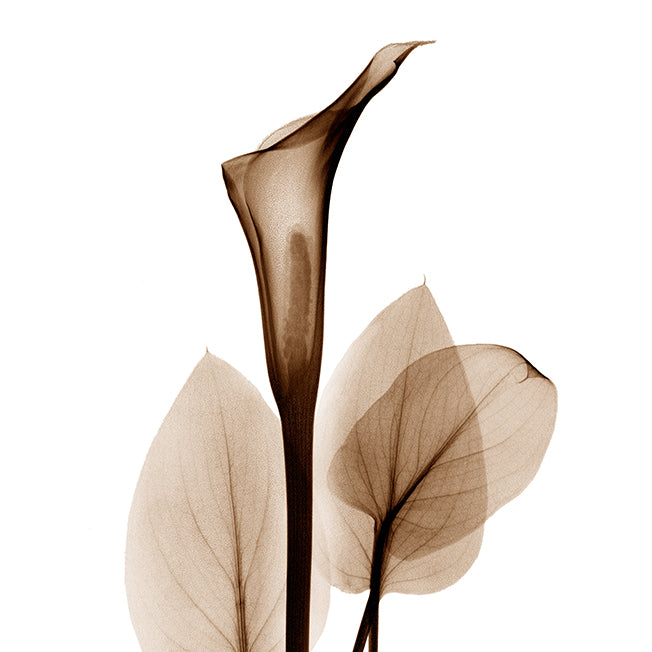 39753 MA Calla Lilly Sepia I , available in multiple sizes