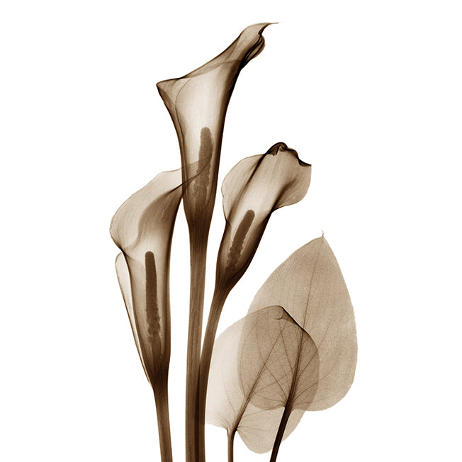 39755 MA Calla Lilly Sepia II , available in multiple sizes