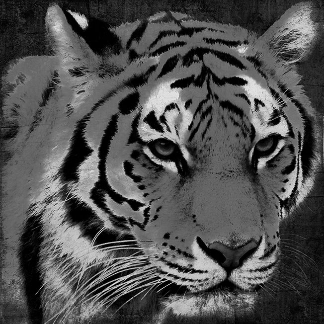40080 MA Tiger , available in multiple sizes