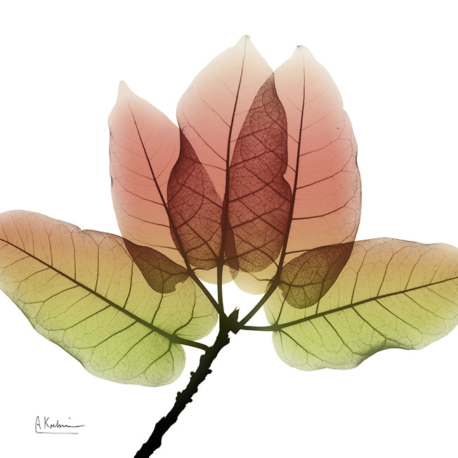 40296 MA Aspen Leaf II , available in multiple sizes