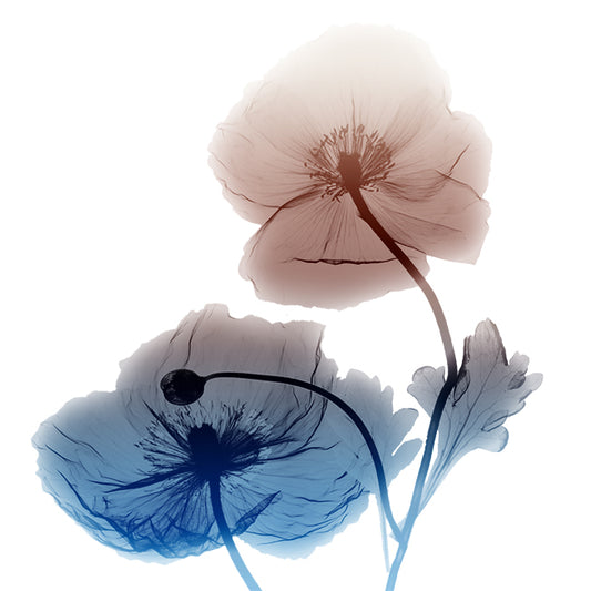40297 MA Iceland Poppy I , available in multiple sizes - Chamton