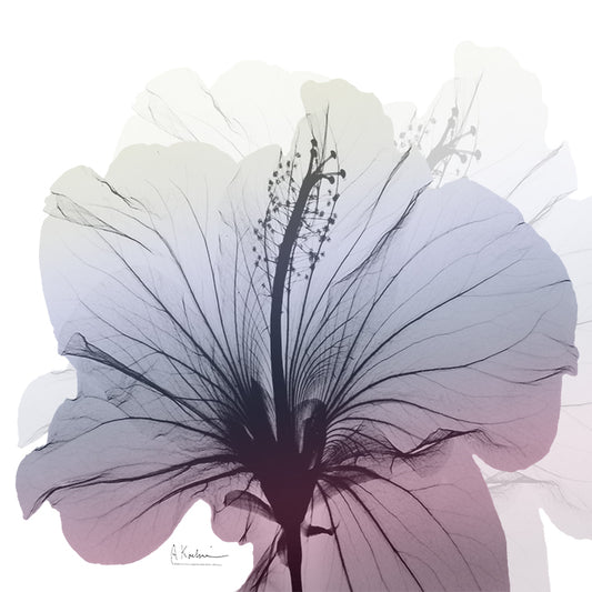 40301 MA Hibiscus I, available in multiple sizes - Chamton