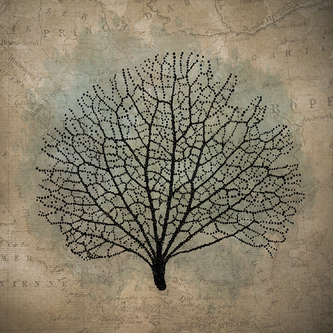 40443 MA CORAL MAP I, available in multiple sizes