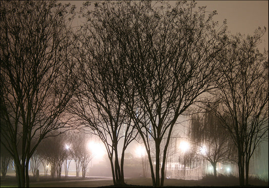 4128324 Trees alight, available in multiple sizes - Chamton