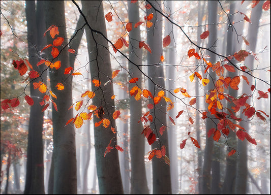 41708gg Falling Moments, by Irene Weisz, available in multiple sizes - Chamton