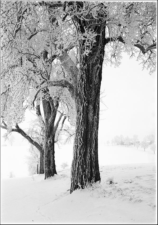 4460398 Black & White Trees, available in multiple sizes