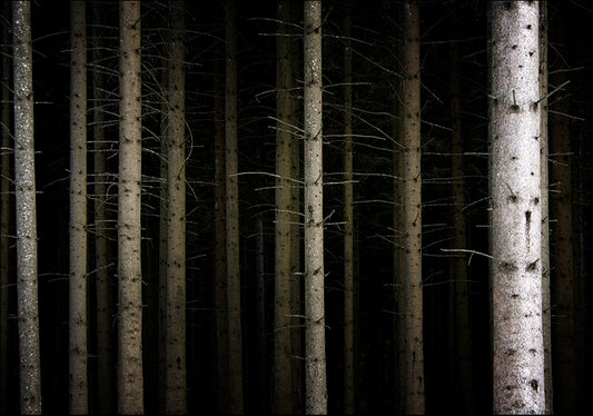 471933 Row of Trees, available in multiple sizes