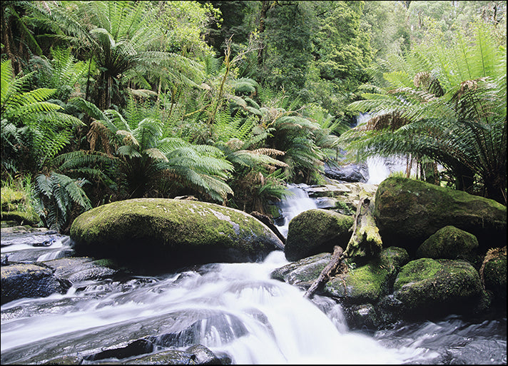 49204445 Australia Queensland stream in rainforest, available in multiple sizes