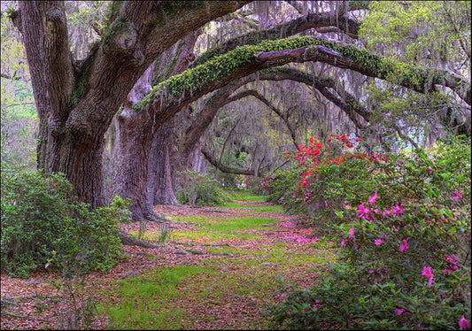4942848 Tree arch, available in multiple sizes