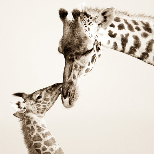 640077 MA Precious Moments I, available in multiple sizes