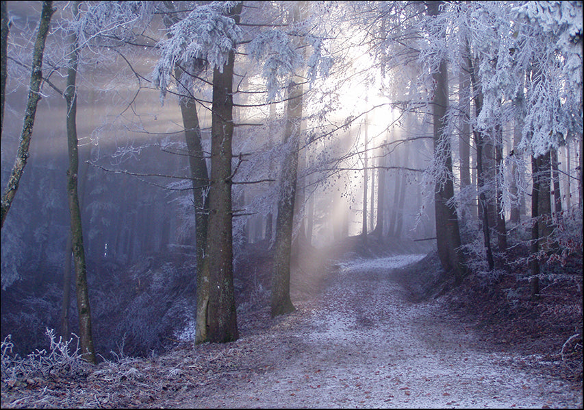 65406 Light through the forest, available in multiple sizes - Chamton