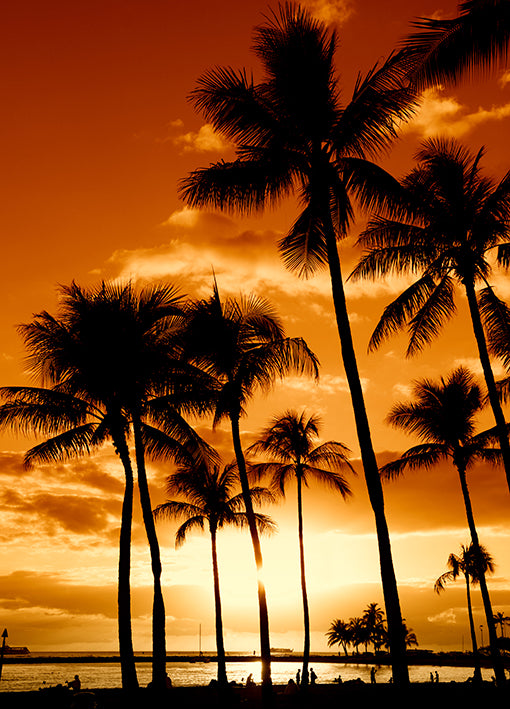 6571397 Tropical Sunset, available in multiple sizes
