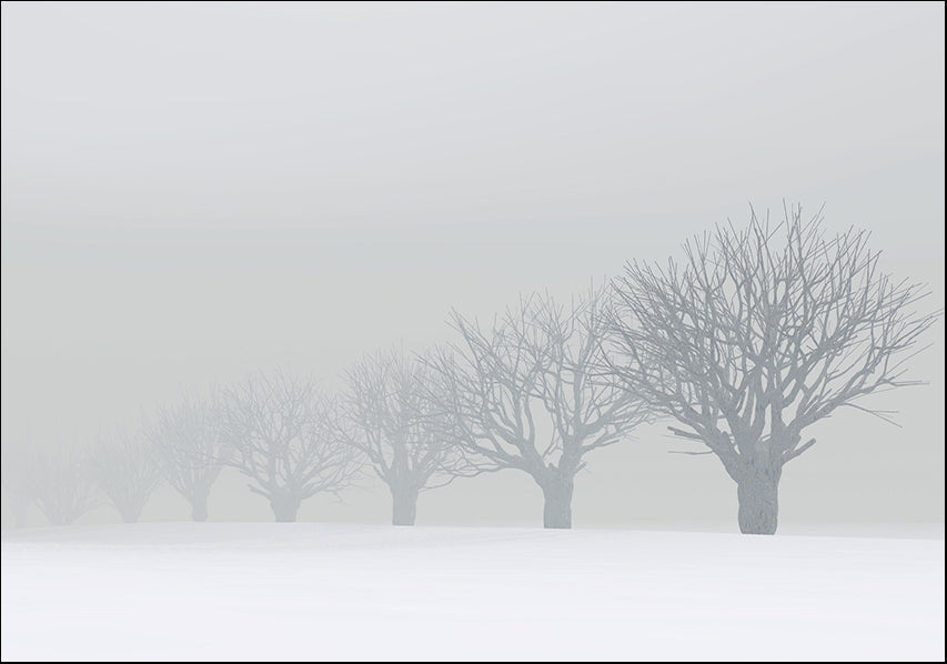 7120650 Trees, fog and snow, available in multiple sizes