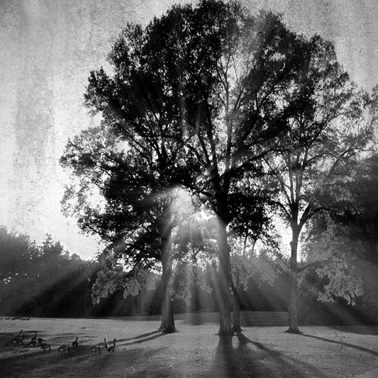 7155 MA Sunset Tree, available in multiple sizes