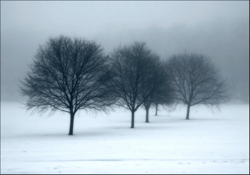7243254 Trees, fog and snow, available in multiple sizes