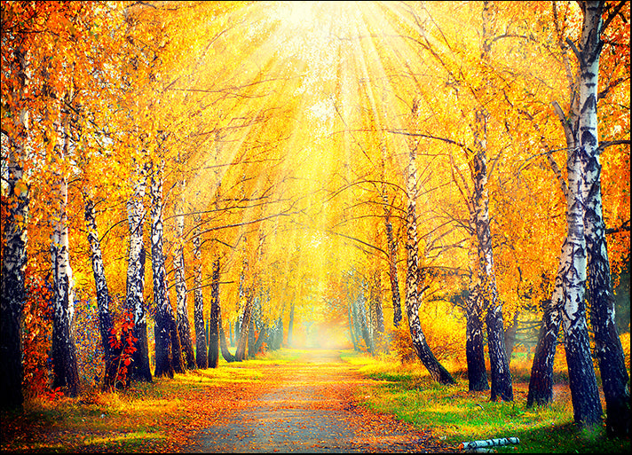 73071340 Autumn Trees and Leaves in sun rays, available in multiple sizes