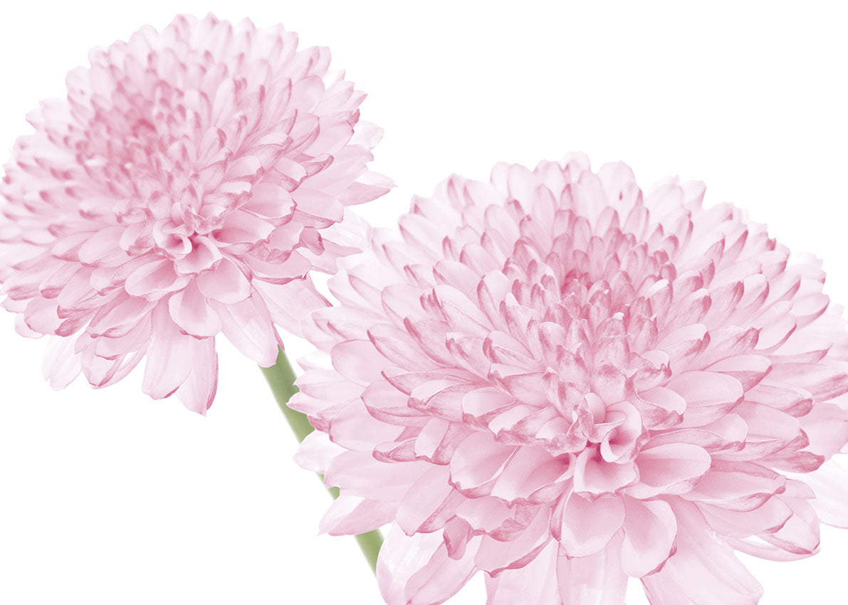 74037 MA Dahlia, available in multiple sizes