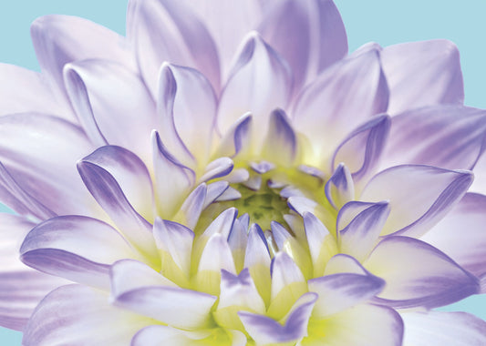 74038 MA Purple Dahlia I, available in multiple sizes - Chamton
