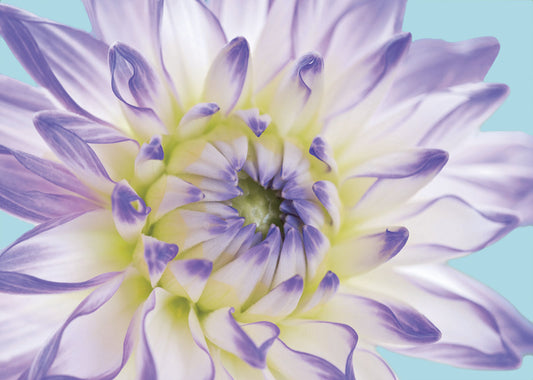 74039 MA Purple Dahlia II, available in multiple sizes
