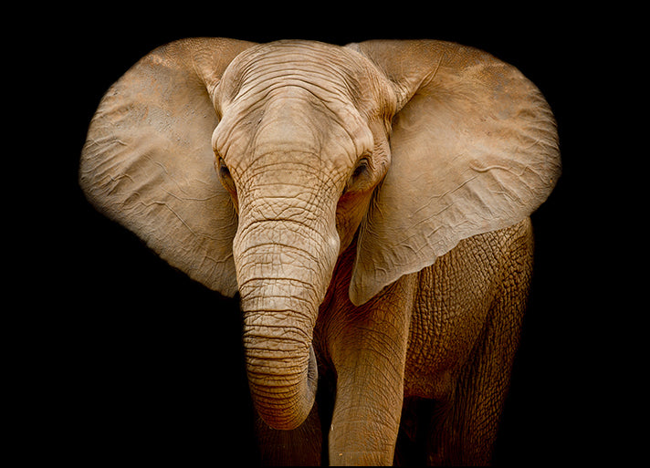 82712216 Closeup Elephant animal wildlife, available in multiple sizes