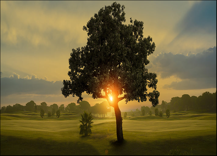 83167379 Amazing sunrise and the tree, available in multiple sizes