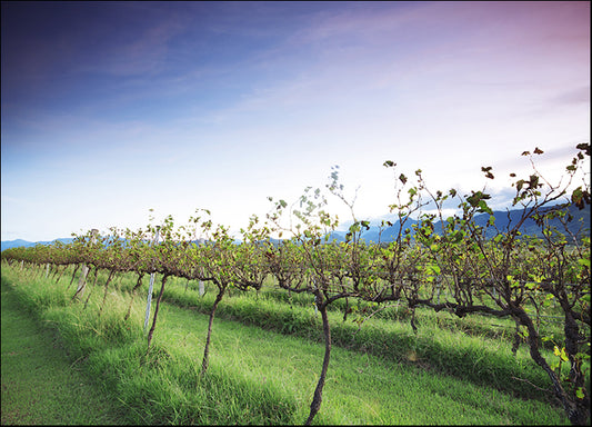 87273500 Lavender farm and vineyard in Kooroomba, Queensland in the afternoon, available in multiple sizes