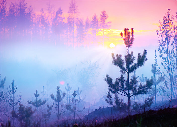 90898190 Sunrise Foggy Landscape Misty Forest Spring Nature Park, available in multiple sizes