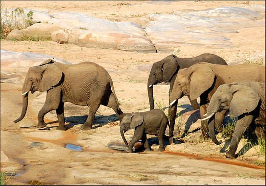 9881471 Elephant family on the move , available in multiple sizes