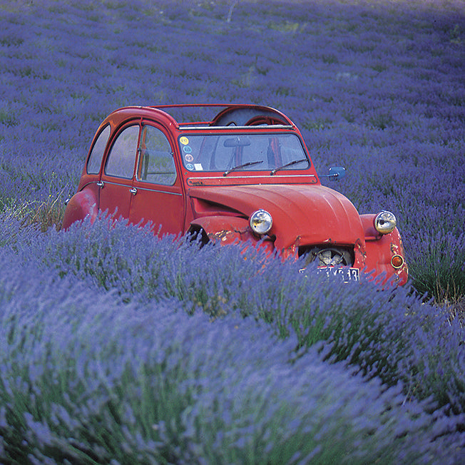 A490 Citroen in a Field of Lavender available in multiple sizes