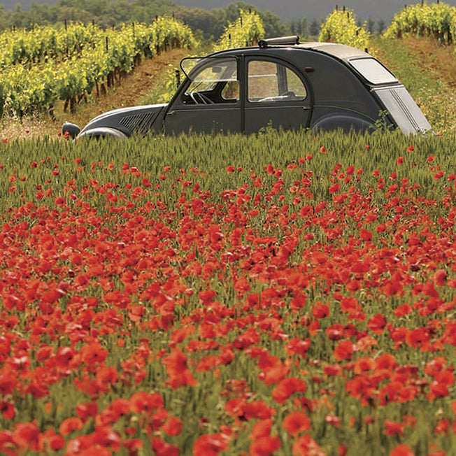 A491 Citroen in a Field of Poppies available in multiple sizes