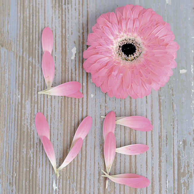 A577 Petals of Love, available in multiple sizes
