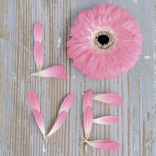 A577 Petals of Love, available in multiple sizes
