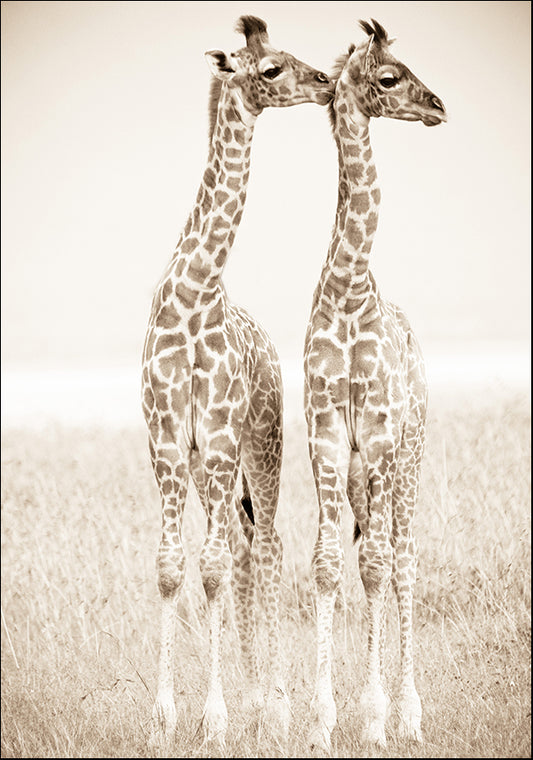 A7248 Spirit of Life 1, available in multiple sizes